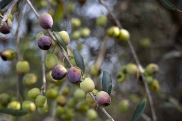 Closeup of  ripening olives and olive branch growing on the tree