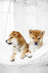 shiba inu puppy on white interior