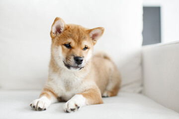 shiba inu puppy on white interior