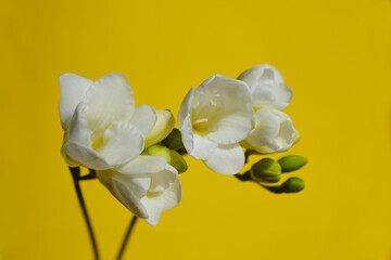 White Freesia