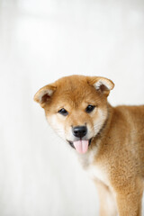 Obraz premium shiba inu puppy look like einstein on white interior