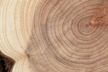 Board with sawed branches by juniper and acacia