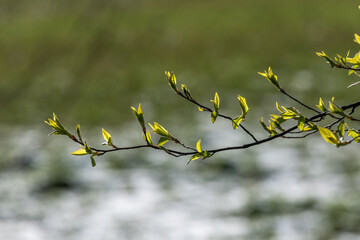 green leaves on a tree