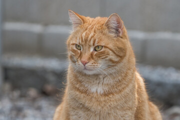 red cat portrait