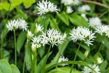 White wild garlic flowers, forest garlic close up