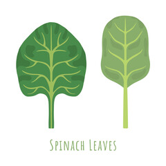 Two isolated different leaves of the Spinach
