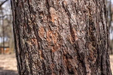 tree bark texture