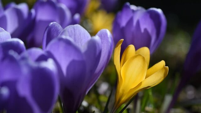 The spring crocus (Crocus vernus) is a species within the crocus genus and the iris family. In the picture, these grow around a tree trunk during April in the central part of Sweden