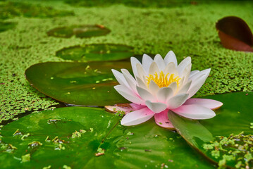 lotus flower spa water lily upon big rounded green leaves