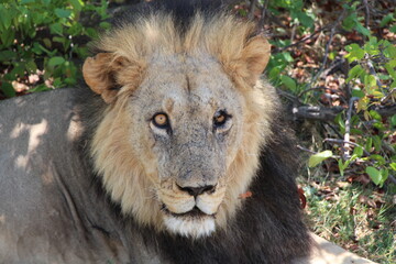 a male lion in close up