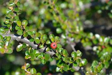 Rock cotoneaster