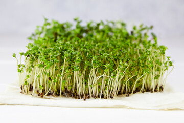 Radish micro greens. Vegan and healthy organic food. Sprouted radish Seeds, microgreens.