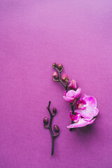 Orchid twig on a purple background. Minimalism, top view, flat lay, copyspace.