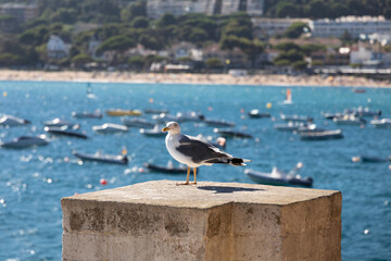 Seagull standing with the boats and sea on the background