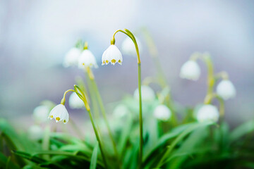 Delicate fragrant white snowdrop flowers bloom on thin stems with green leaves in early spring. Nature.