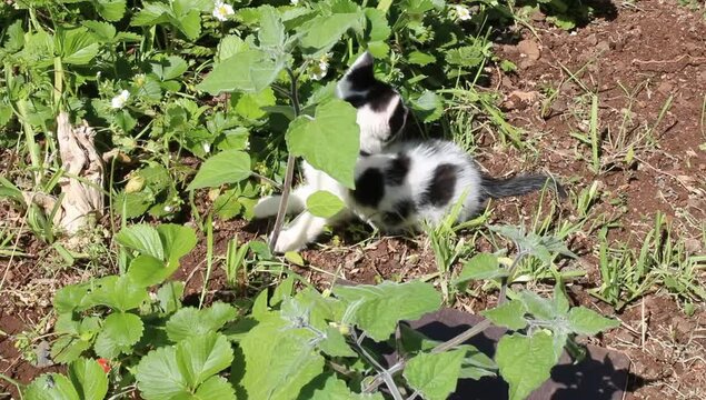 Un gato de tonos blancos y negros entre plantas de hojas verdes