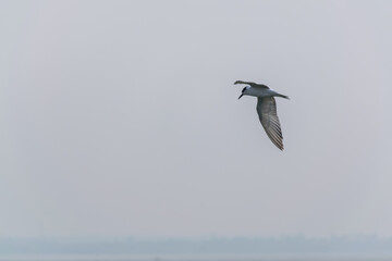 A white Northern Gannet bird flying in the air with wing down in Bhigwan, Maharashtra, India