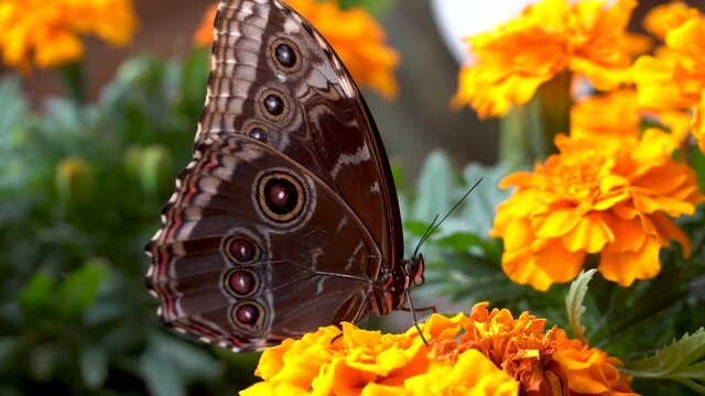 Blue butterfly, Morpho peleides, the Peleides blue morpho, common morpho or the emperor closed on vibrant orange flower