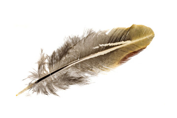 brown pheasant feather on a white background