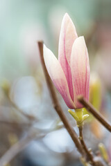 close up of magnolia