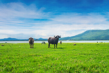 Fototapeta na wymiar buffalo stained in the green grass fields