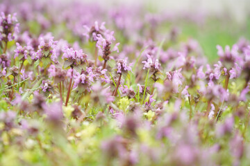 Spring flowers. Detail of spring flowers on a sunny day.
