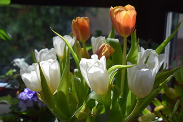 blühende Tulpen