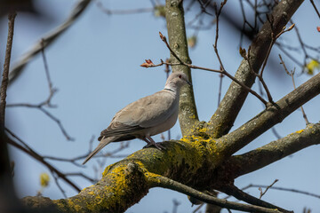 The Eurasian collared dove