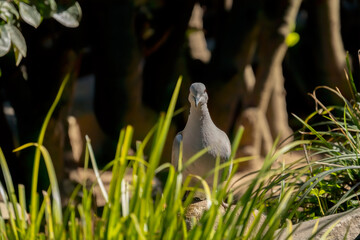 The Eurasian collared dove