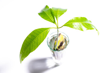 young green leaves, mango tree in a glass of water, Mangifera, rooting plant in water, growing...