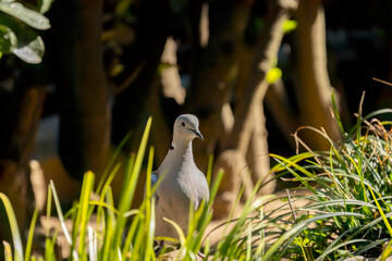 The Eurasian collared dove