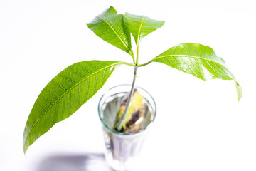 mango tree in a glass of water, Mangifera, rooting plant in water, growing mango from seed, young...