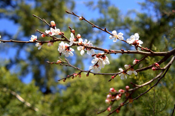 cherry blossom in spring