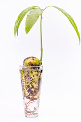 mango tree in a glass of water, rooting plant in water, growing mango from seed, young green plant grown at home, sprouting plant, young green leaves, young roots, Mangifera,