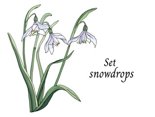 Spring snowdrops carved on a white background, graphic drawing of wildflowers. Botanical vector illustration.