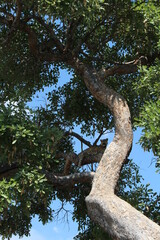 a leopard laying on a tree in botswana