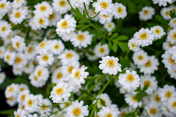 Fototapeta premium Achillea ptarmica, the sneezewort, sneezeweed, bastard pellitory, European pellitory, fair-maid-of-France, goose tongue, sneezewort yarrow, wild pellitory, or white tansy in the green garden