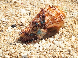Cancer coming out of a shell, bali