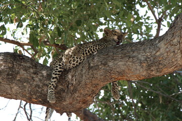 Fototapeta na wymiar a little leopard laying on a tree in botswana