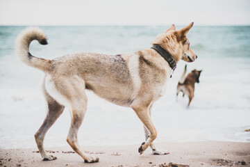 Fototapeta na wymiar Shot of a wolfdog puppy and an other dog on a seashore
