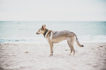 Shot of a wolfdog puppy on a seashore