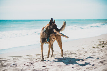 Shot of a belgian malinois playing with a stick on a seashore