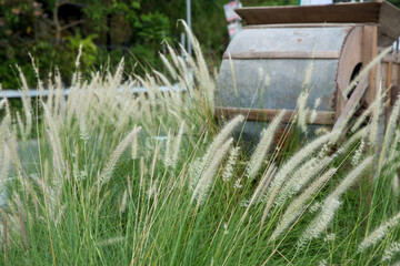 Grass flowers and Rice milling machine