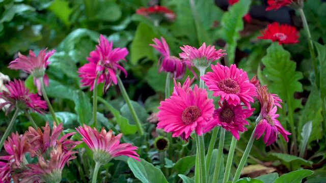Bright pink gebera daisy (Gerbera jamesonii) in a garden. Also called Barberton daisy, Transvaal daisy, and as Barbertonse madeliefie.