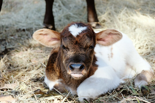 Funny look on face of baby cow shows grumpy calf laying down in hay.