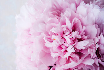 Mono bouquet of fresh pink beautiful peony flowers in full bloom on beige background, top view, close up. Spring or summer blooms.