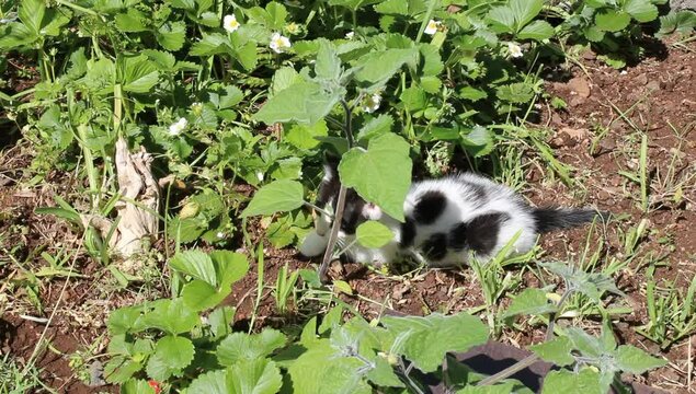 Un gato de tonos blancos y negros entre plantas de hojas verdes