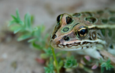 Northern Leopard Frog photo using macro techniques. Amazing colors of green, gold and black. 
