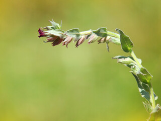 Blooming plant of Monkswort with dark red flowers, on a meadow. Nonea pulla