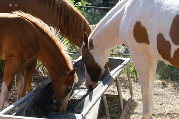 Horses eating from bunk feeder on farm. - obrazy, fototapety, plakaty